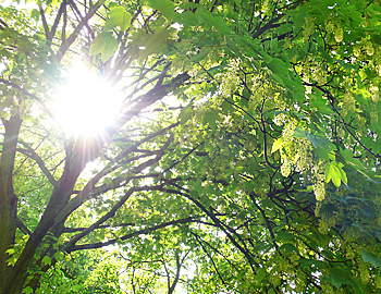 Buchenblatt im Gegenlicht