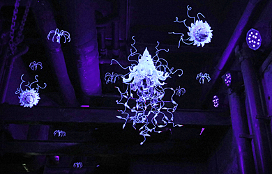 Nemorana bei SEA LIFE