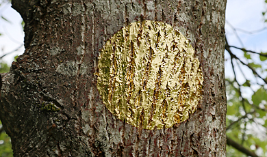 Goldener Punkt im Tulpenbaum