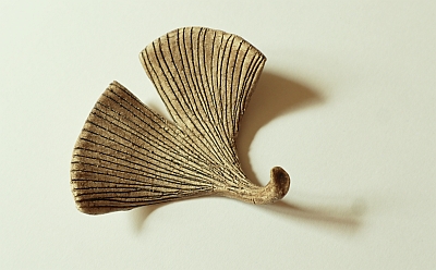 Ginkgo-Blatt